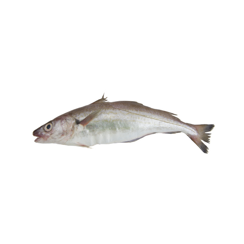 Whole Whiting Fish, Frozen, 1 ct