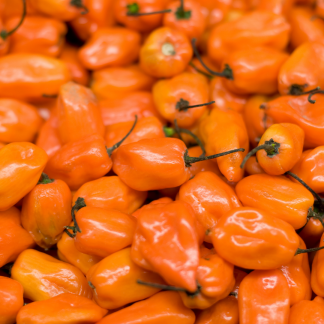 Yellow Habanero Peppers