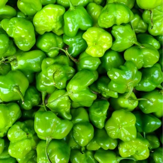 Green Habanero Peppers
