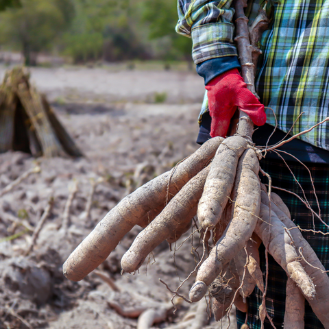 Cassava Processing in Nigeria