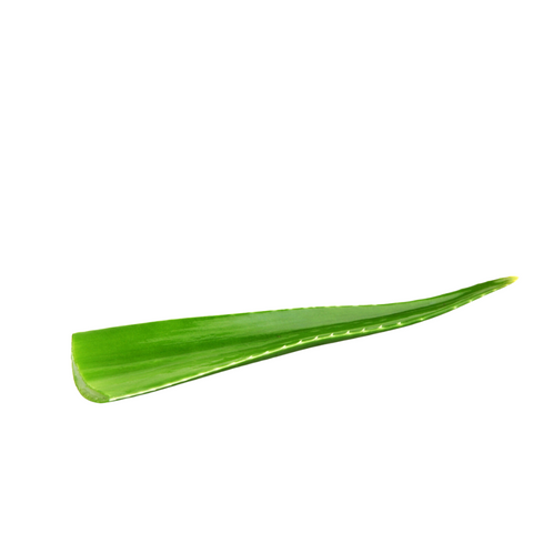 Aloe Vera Leaf, 1 count