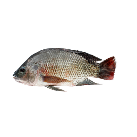 Whole Tilapia, Frozen, 1 ct