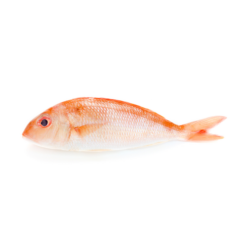 Red Snapper, 1 Ct.