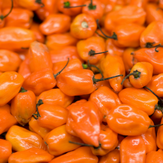 Yellow Habanero Peppers, 8 lbs