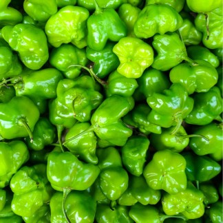 Green Habanero Peppers, 8 lbs